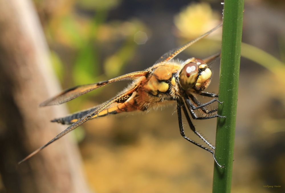 Vierfleck Libelle