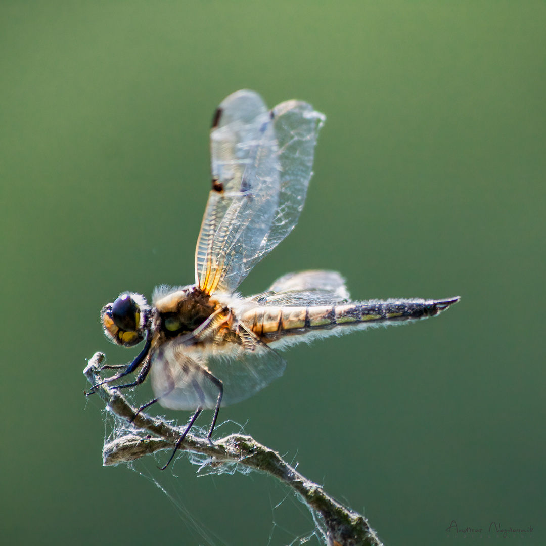 Vierfleck Libelle