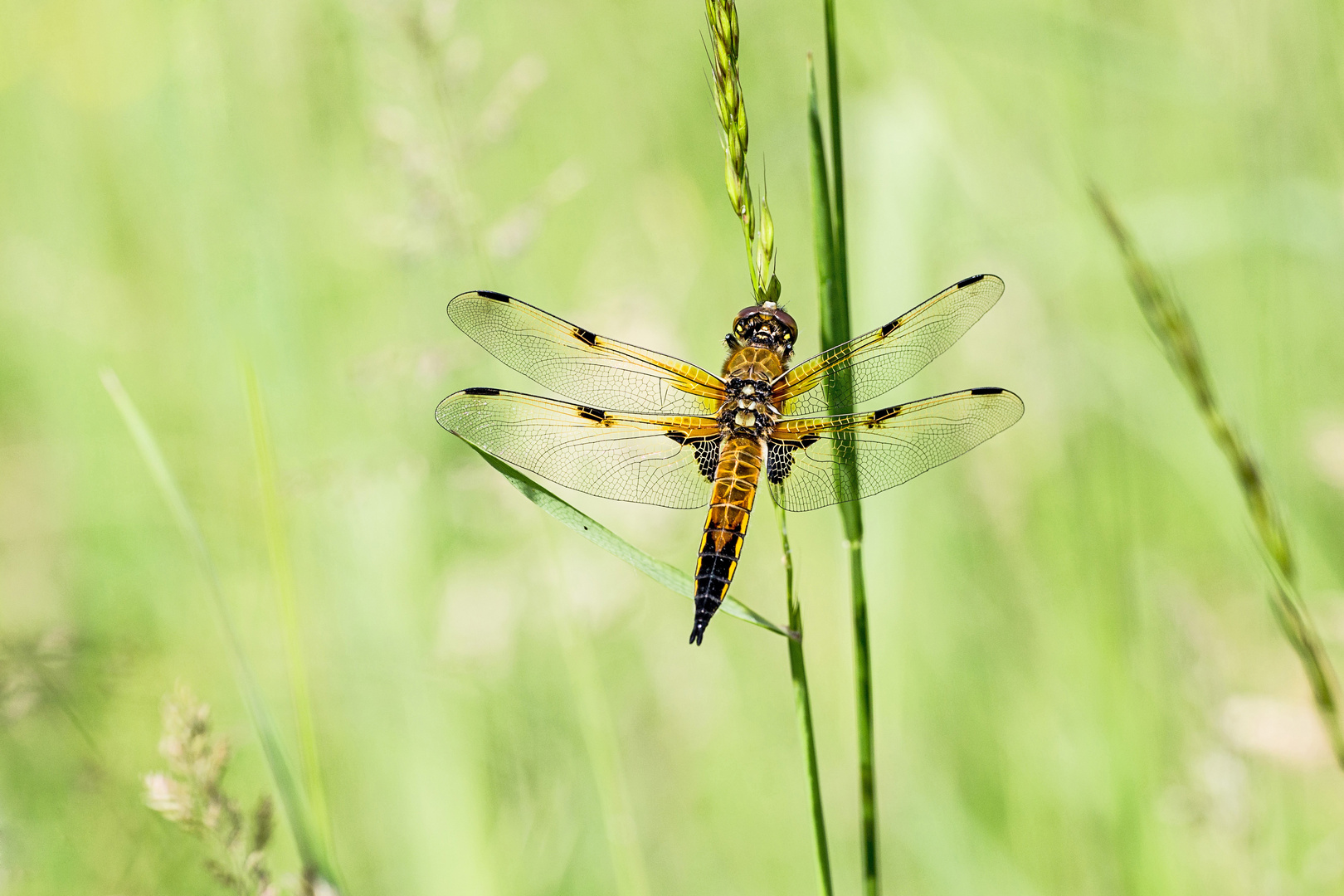 Vierfleck Libelle