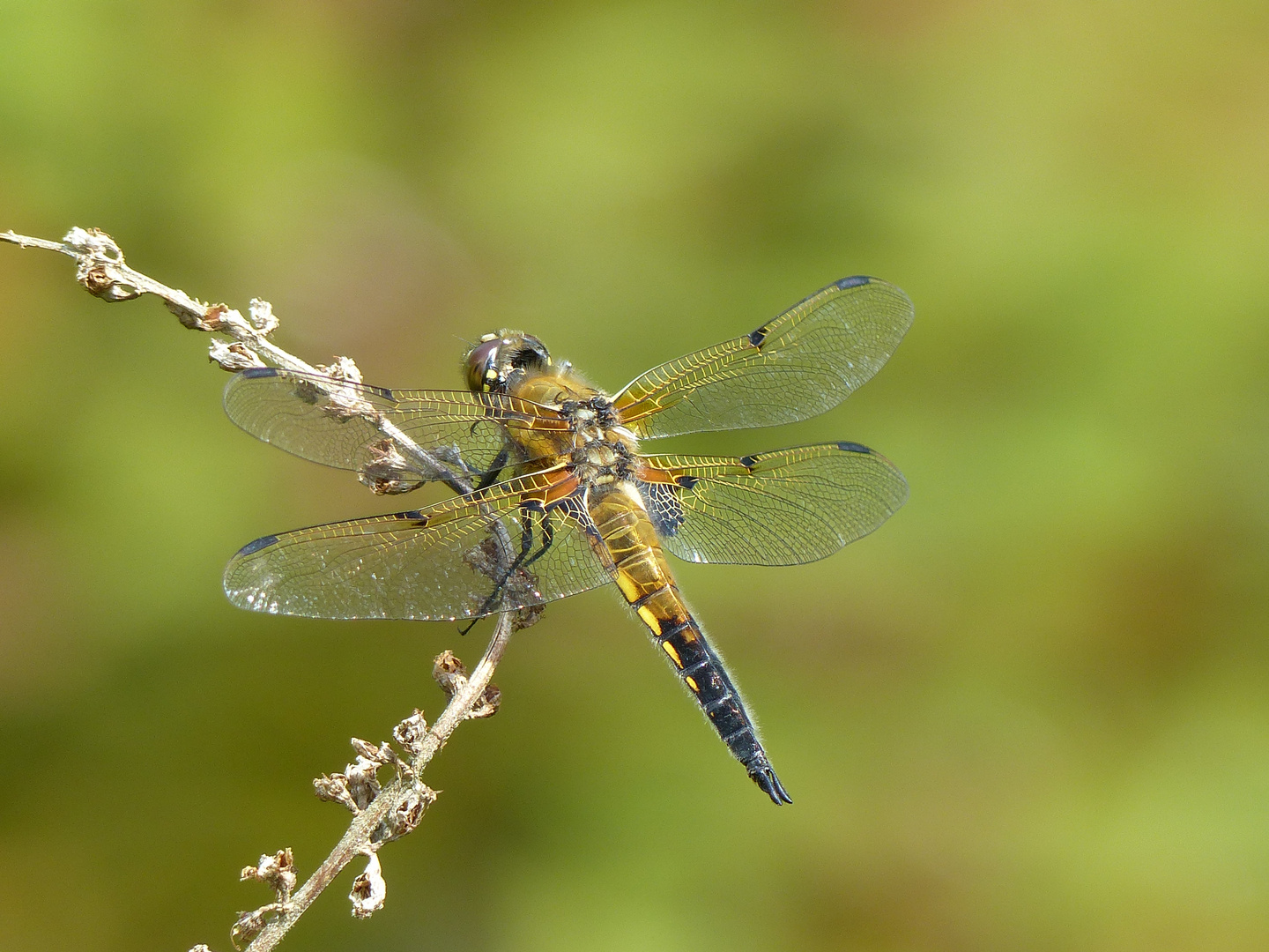 Vierfleck Libelle