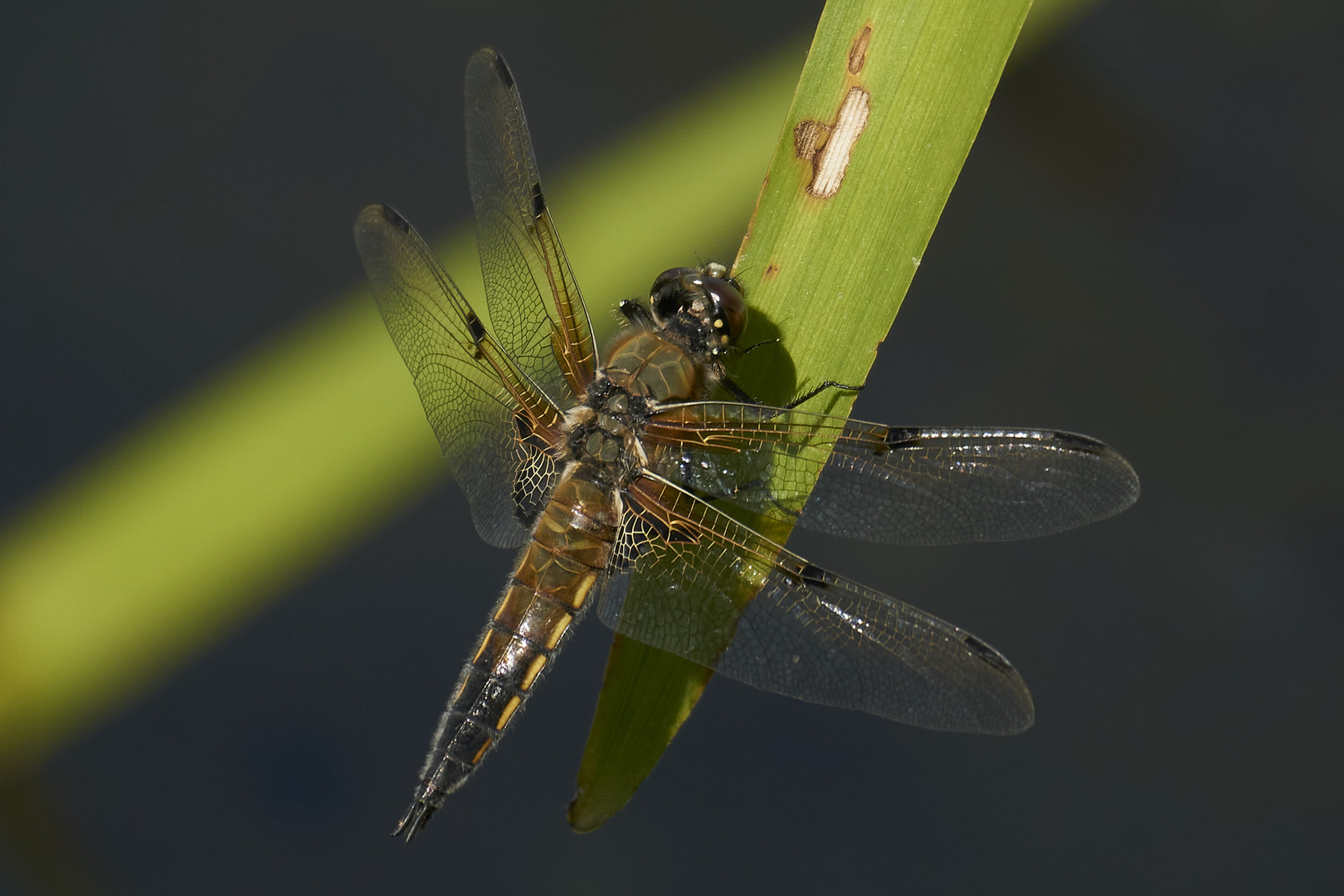 Vierfleck Libelle