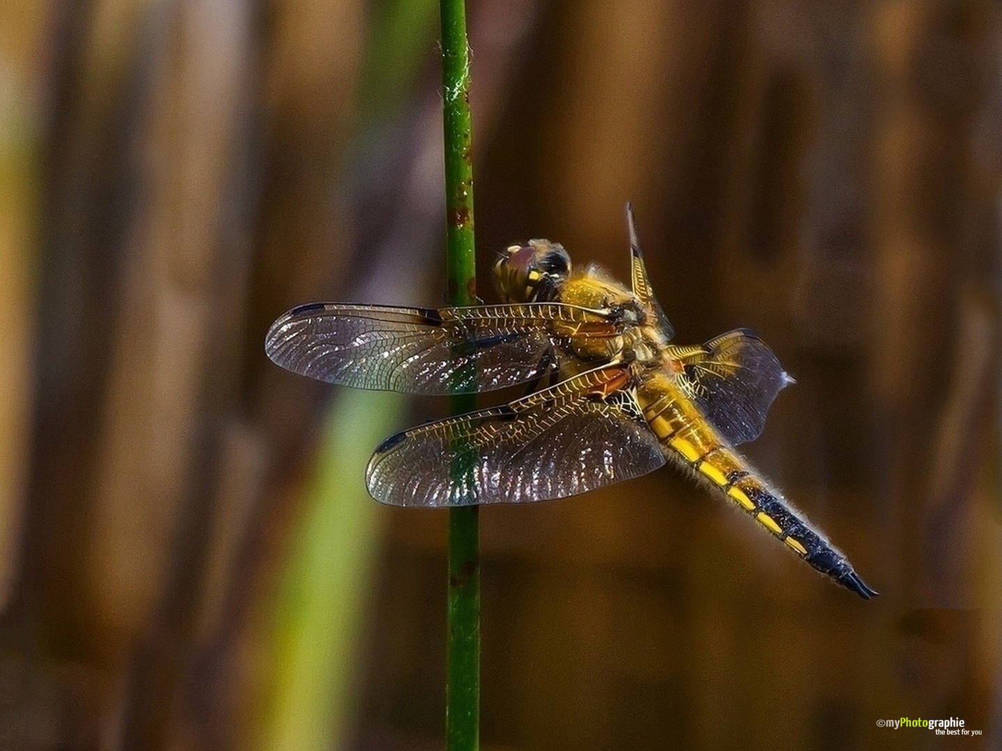 Vierfleck Libelle