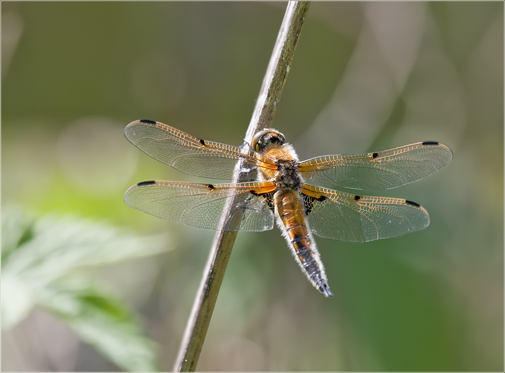 Vierfleck Libelle