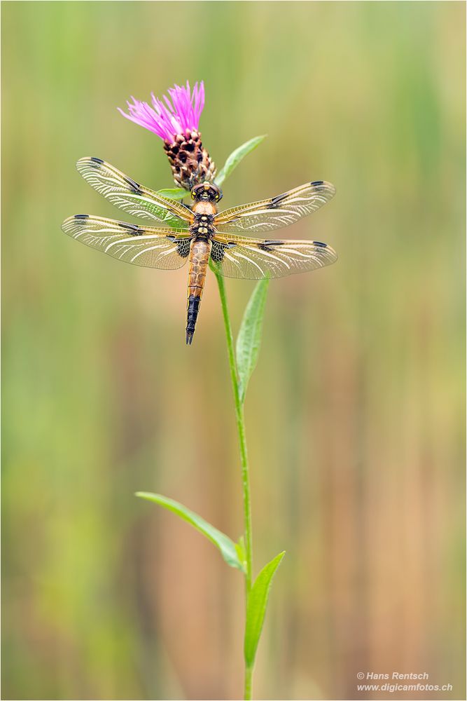 Vierfleck-Libelle