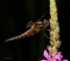 Vierfleck Libelle 