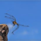 Vierfleck-Libelle Flugstudie 2