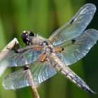 Vierfleck Libelle, Ich bin gelandet.