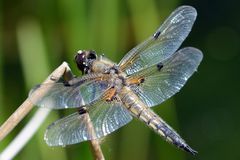 Vierfleck Libelle, Ich bin gelandet.