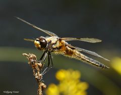 Vierfleck-Libelle  III