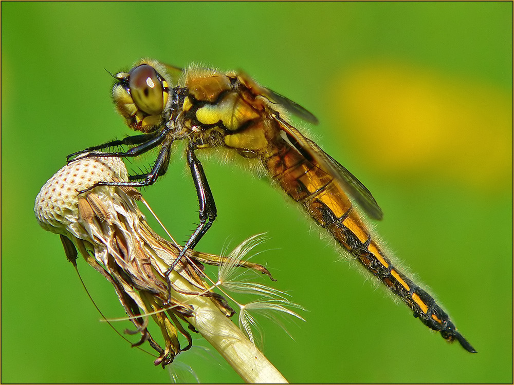 Vierfleck Libelle III