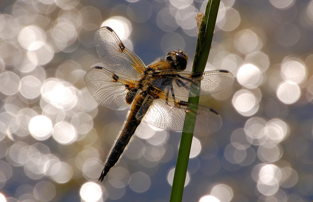 Vierfleck-Libelle im Abendlicht