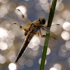 Vierfleck-Libelle im Abendlicht