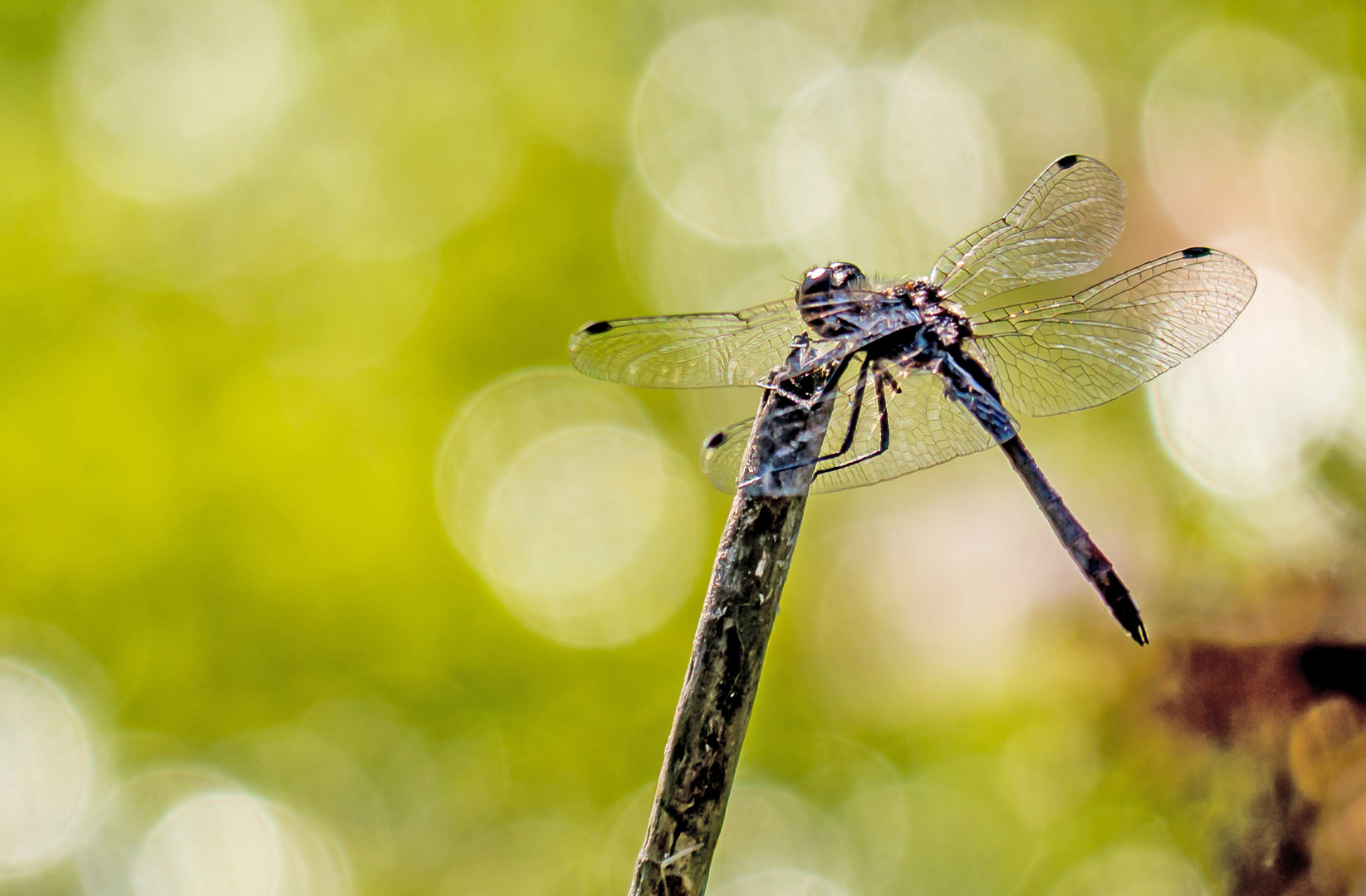 Vierfleck-Libelle im Tister Bauernmoor