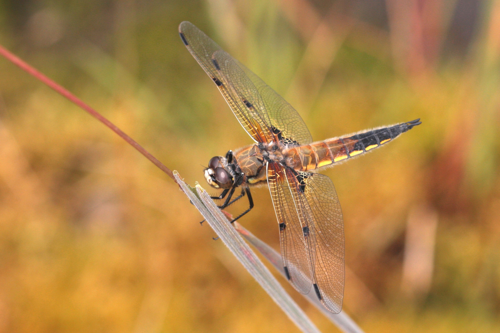 Vierfleck Libelle IMG_0074