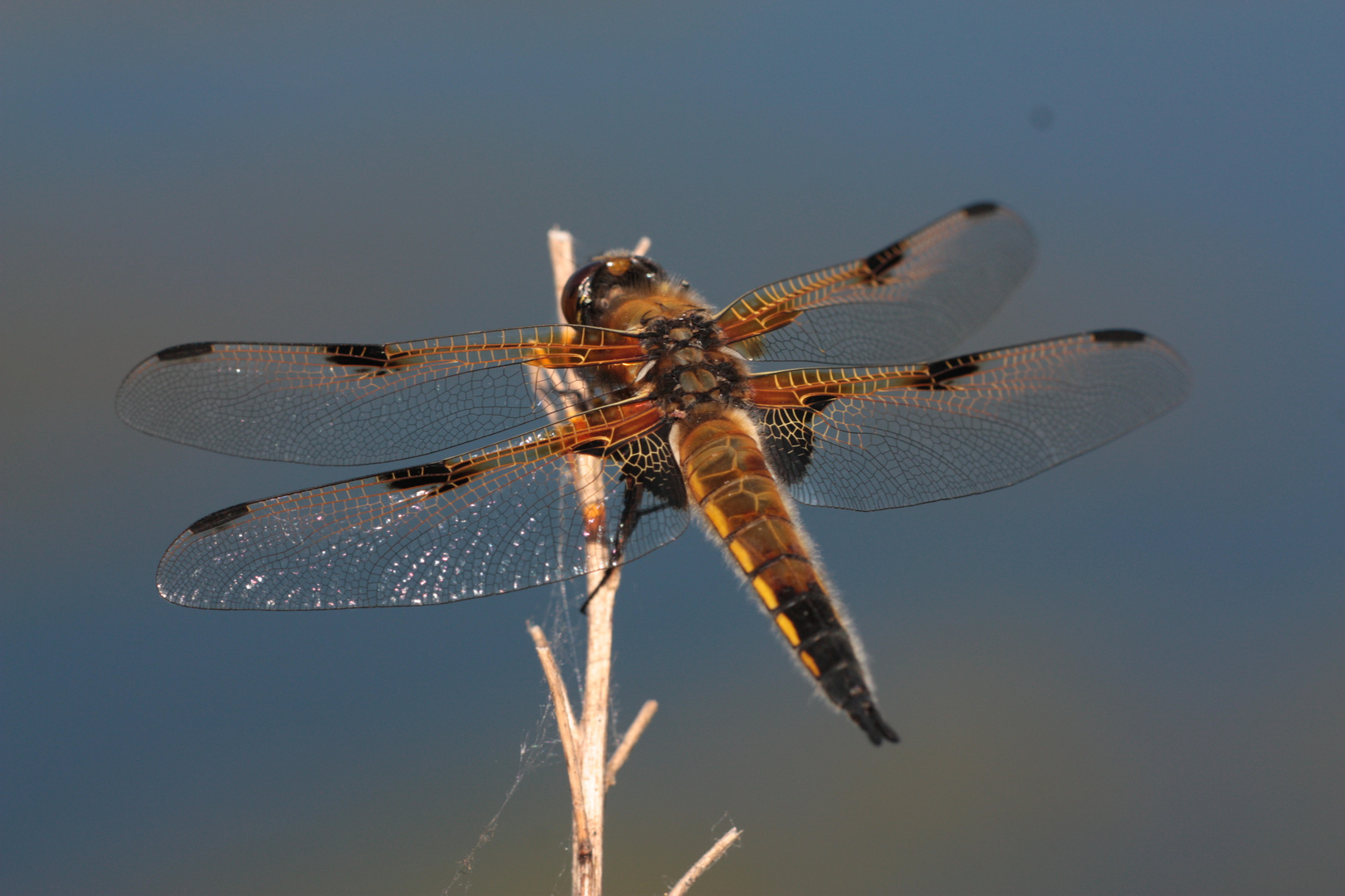 Vierfleck Libelle IMG_0411