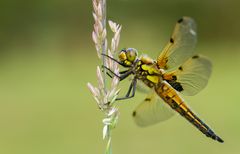 Vierfleck-Libelle... jetzt geht`s richtig los :-)