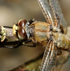  Vierfleck-Libelle-Kopfstudie