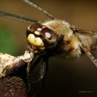  Vierfleck-Libelle-Kopfstudie