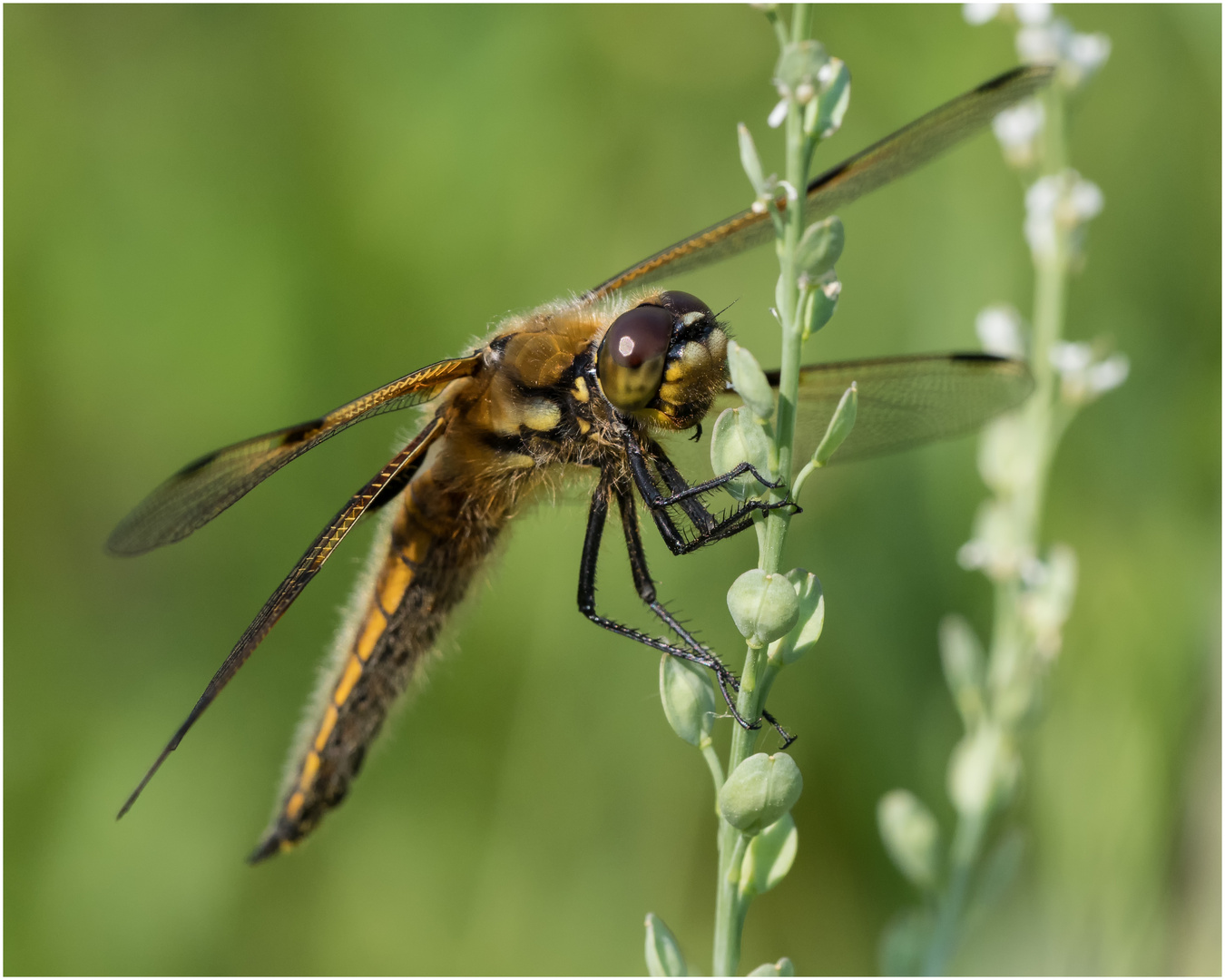 Vierfleck Libelle - Libelle la quadrimaculata - (4)