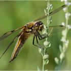 Vierfleck Libelle - Libelle la quadrimaculata - (4)