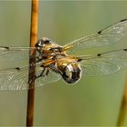 Vierfleck Libelle - Libelle la quadrimaculata - .....