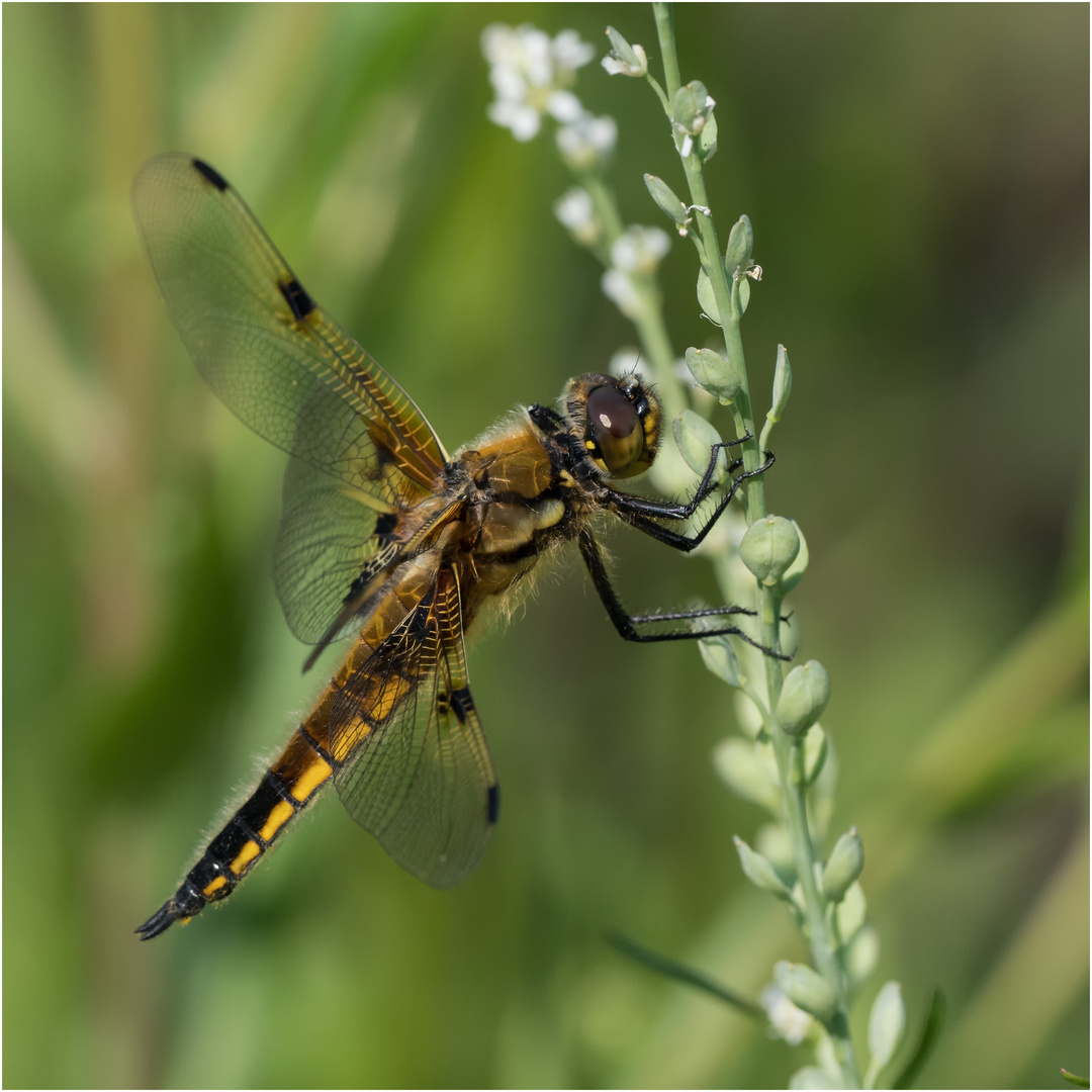 Vierfleck Libelle - Libelle la quadrimaculata - 