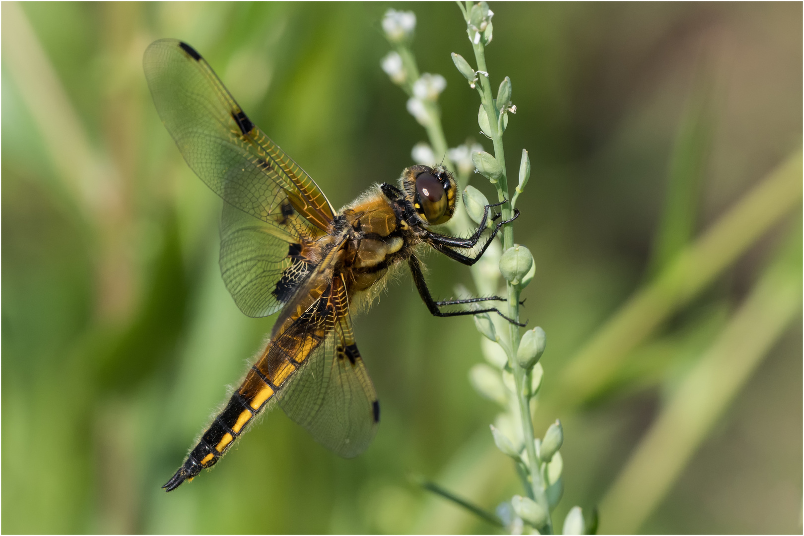 Vierfleck Libelle - Libelle la quadrimaculata -  .....