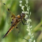 Vierfleck Libelle - Libelle la quadrimaculata -  .....