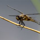 Vierfleck Libelle - Libelle la quadrimaculata - .....