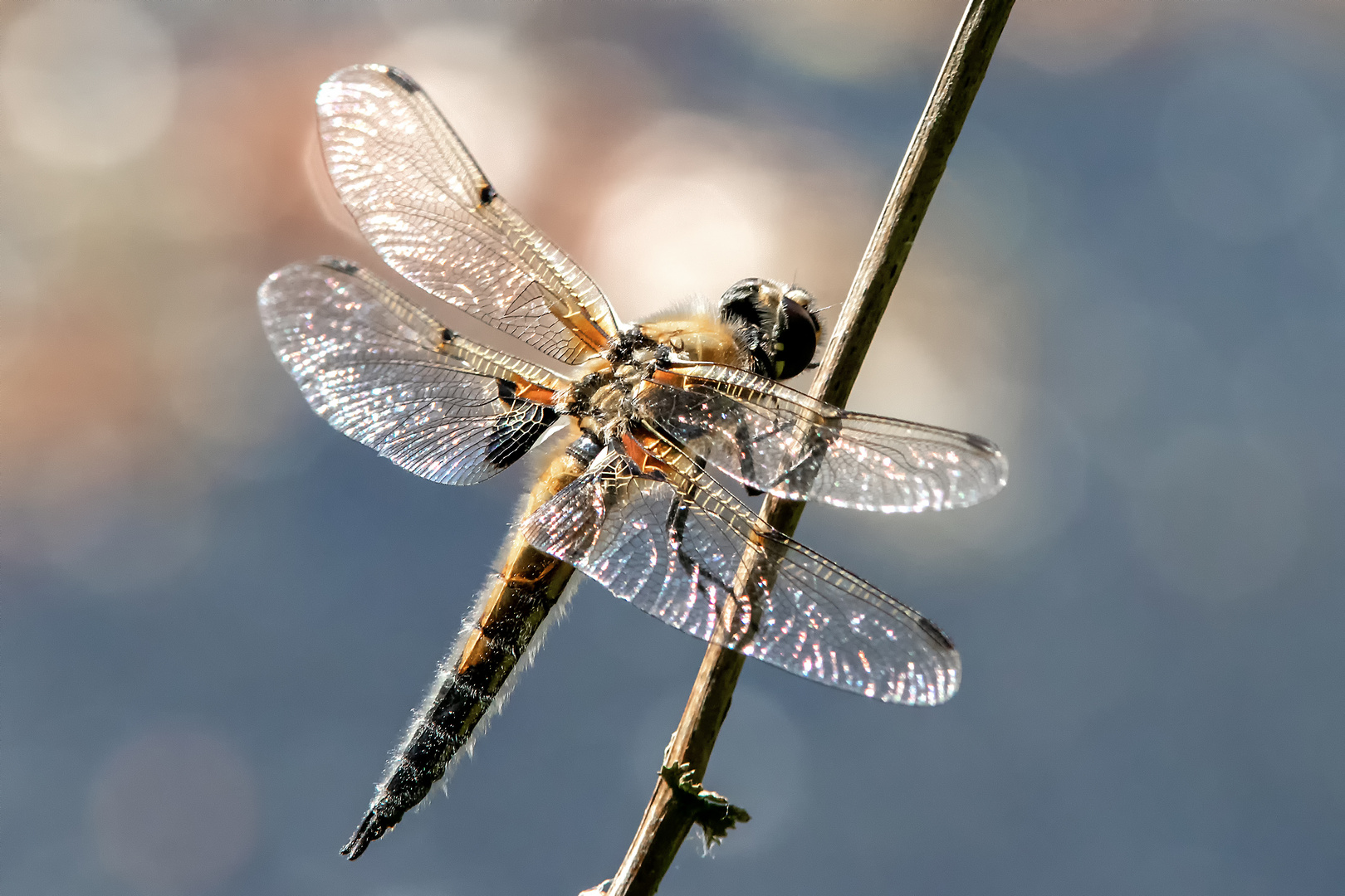 Vierfleck Libelle - Libellula quadrimaculata