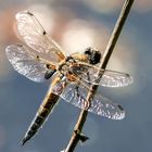 Vierfleck Libelle - Libellula quadrimaculata