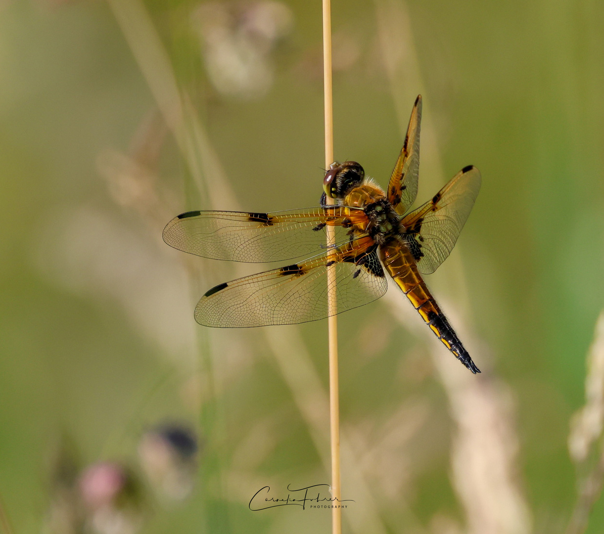 Vierfleck Libelle (Libellula quadrimaculata)