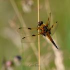 Vierfleck Libelle (Libellula quadrimaculata)