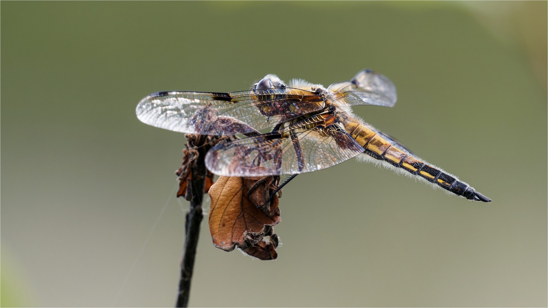 Vierfleck Libelle - Libellula quadrimaculata - .....