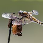 Vierfleck Libelle - Libellula quadrimaculata - .....