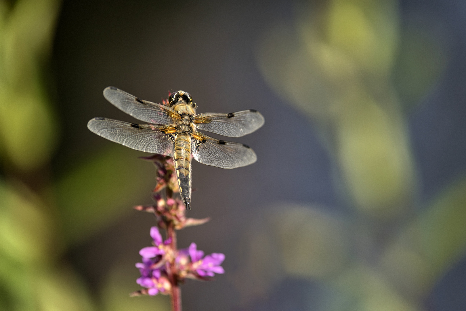 Vierfleck Libelle (Libellula quadrimaculata)