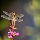 Vierfleck Libelle (Libellula quadrimaculata)