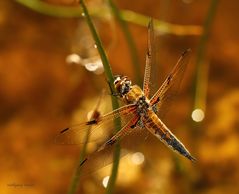 Vierfleck Libelle (Libellula quadrimaculata)