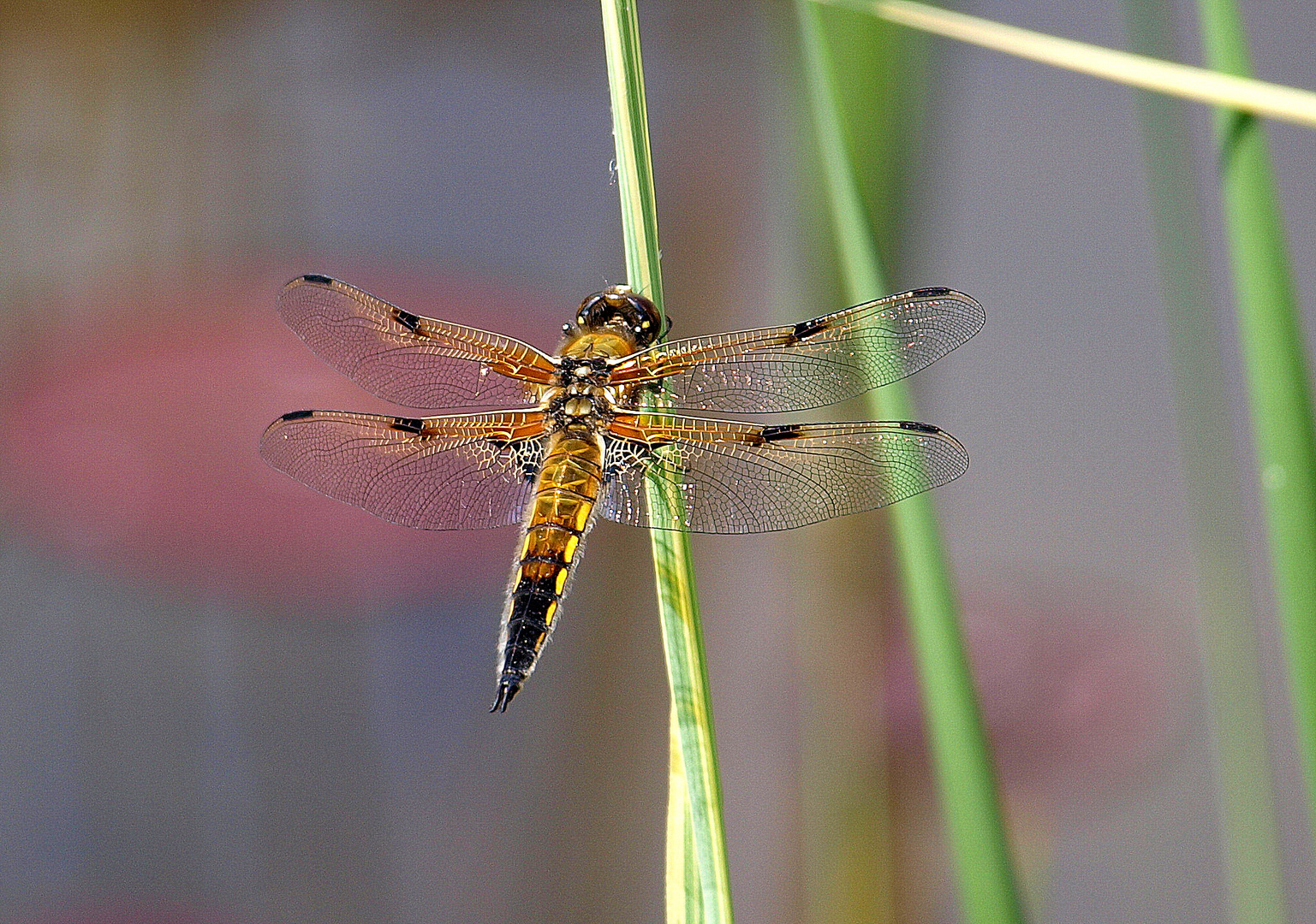 *** Vierfleck Libelle - Libellula quadrimaculata? ***