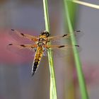 *** Vierfleck Libelle - Libellula quadrimaculata? ***