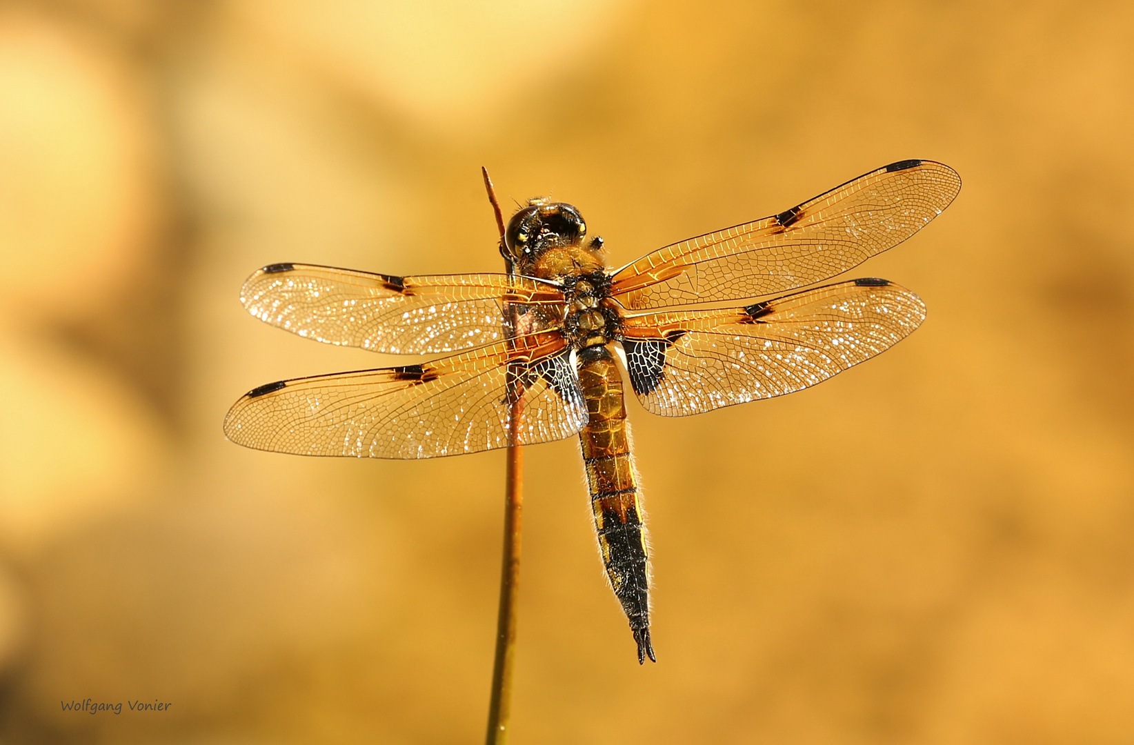 Vierfleck Libelle (Libellula quadrimaculata)