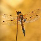 Vierfleck Libelle (Libellula quadrimaculata)