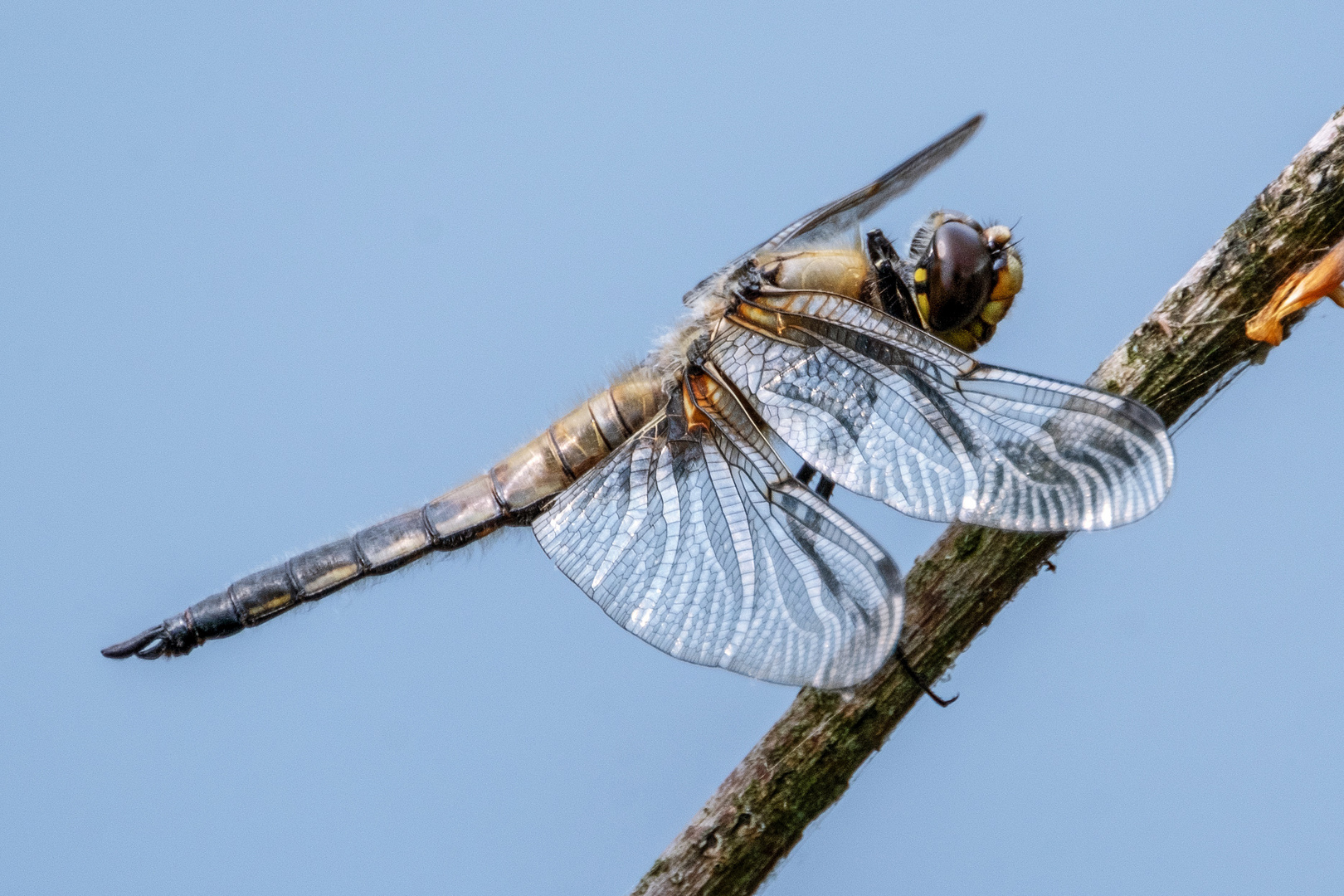 Vierfleck Libelle - Libellula quadrimaculata