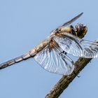 Vierfleck Libelle - Libellula quadrimaculata