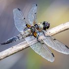 Vierfleck Libelle - Libellula quadrimaculata