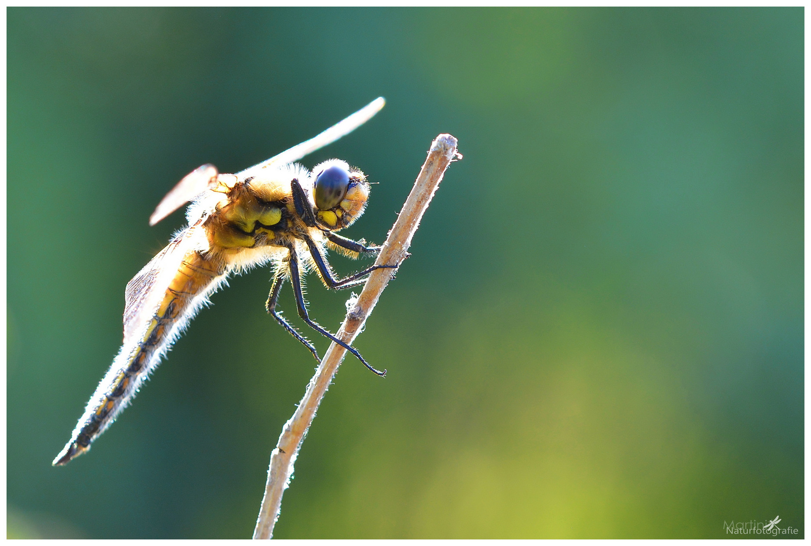 Vierfleck-Libelle (Libellula quadrimaculata)