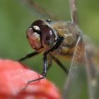 Vierfleck Libelle - Libellula quadrimaculata