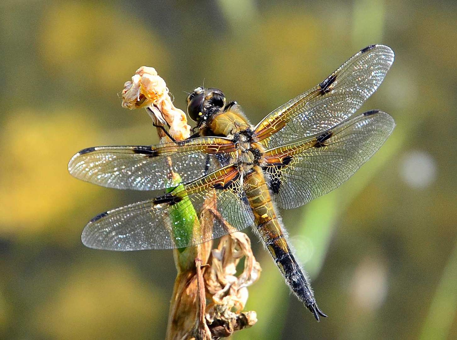 Vierfleck Libelle (Libellula quadrimaculata)