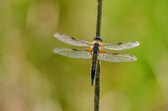 Vierfleck-Libelle (Libellula quadrimaculata)