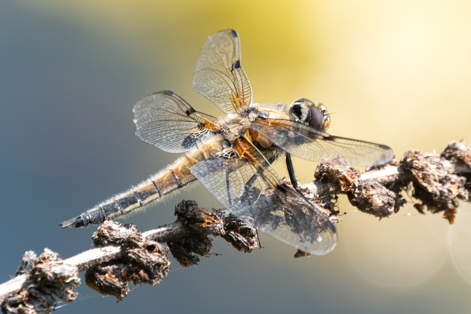 Vierfleck Libelle - Libellula quadrimaculata